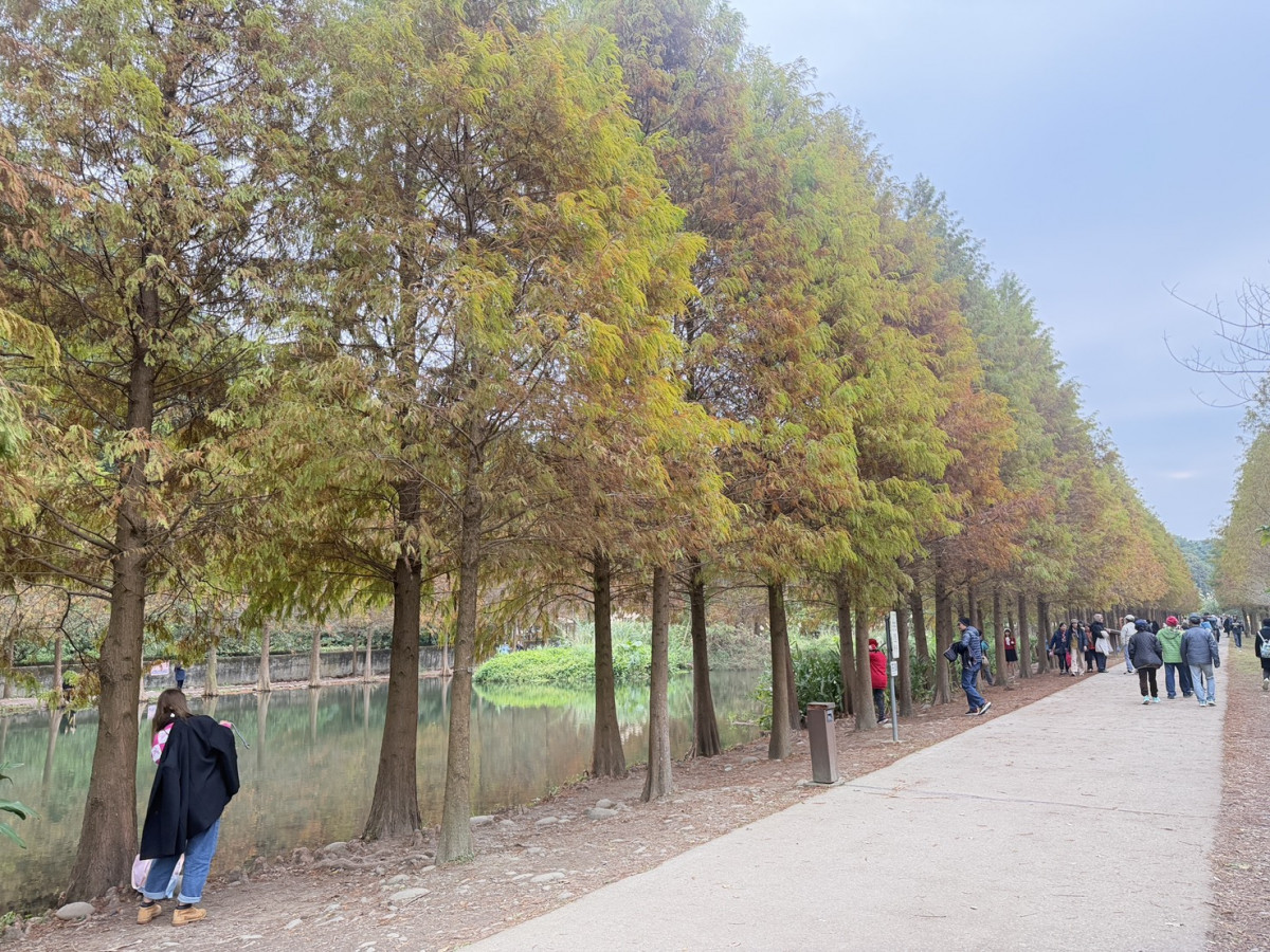 大溪「月眉濕地落羽松季」。