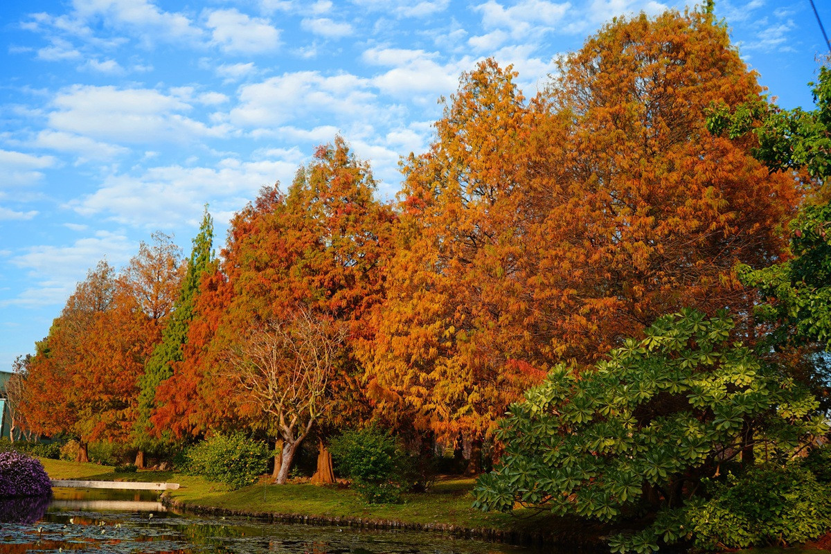 落羽松即將轉紅！成美文化園浪漫季節限定美景倒數登場