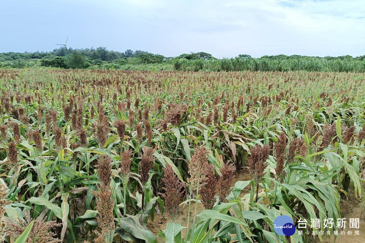 農業部綠色環境獎勵補貼開放申報，桃市加碼補助最高4.5萬獎勵金 。 <br />
