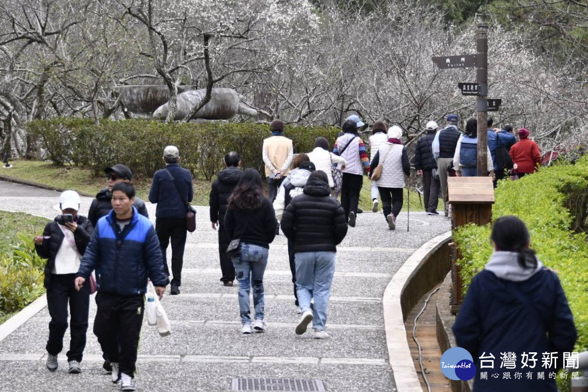 ：白色浪漫襲捲北橫，「2026角板山梅花季」1/17起盛大登場。（2025年活動照片）