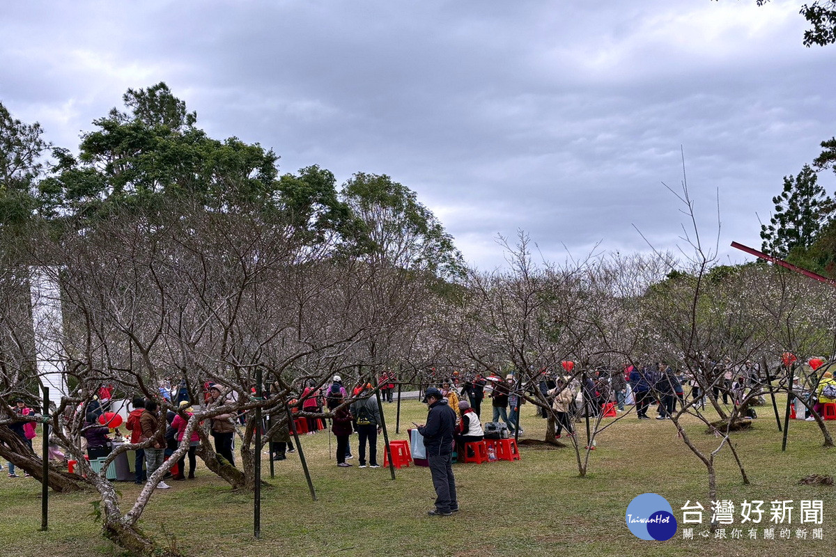 ：白色浪漫襲捲北橫，「2026角板山梅花季」1/17起盛大登場。（2025年活動照片）