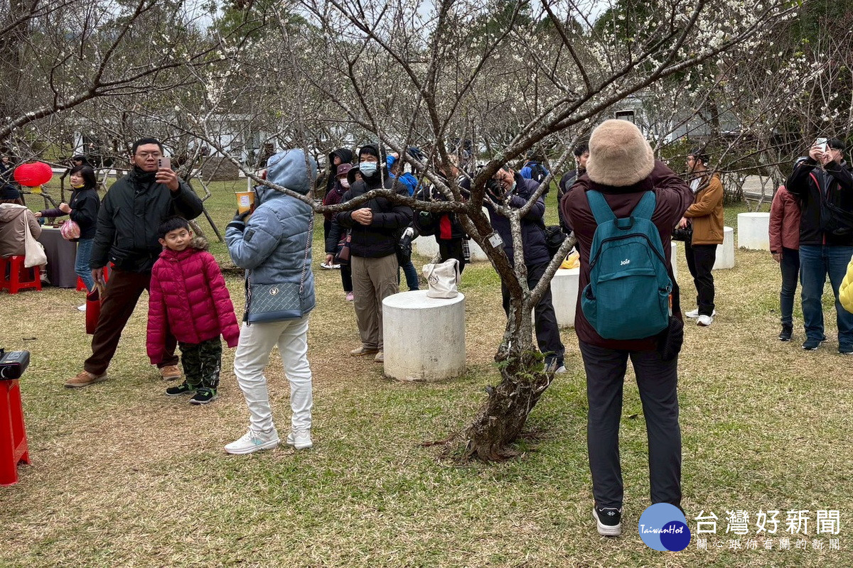 ：白色浪漫襲捲北橫，「2026角板山梅花季」1/17起盛大登場。（2025年活動照片）