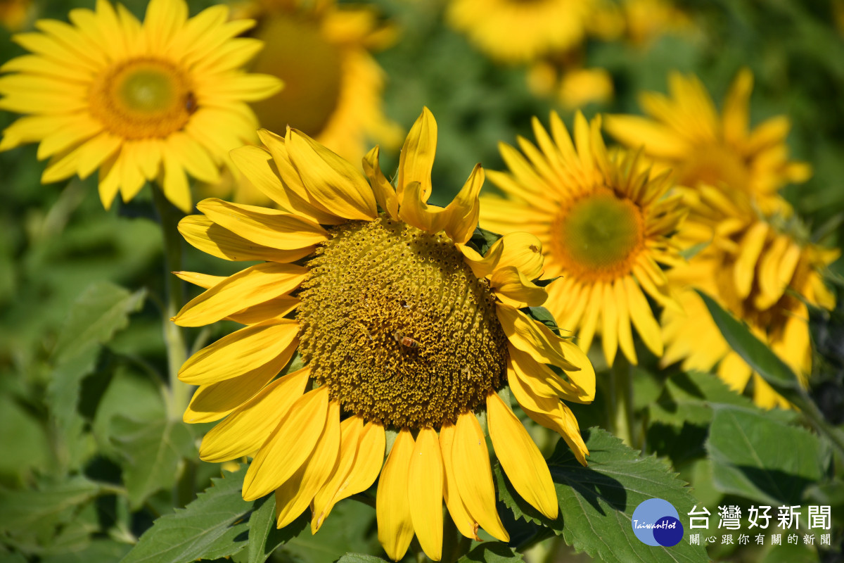 誘人的嬌艷怒放向日葵。圖/記者鄧富珍攝