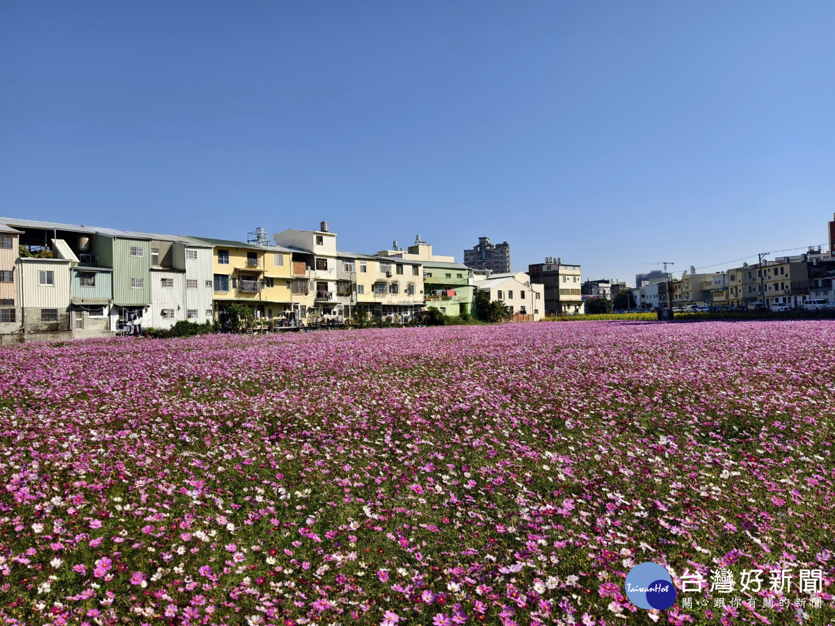 拍爆了!彰化8公頃花海盛開,1/17限定拔蘿蔔、逛市集。圖/記者鄧富珍攝