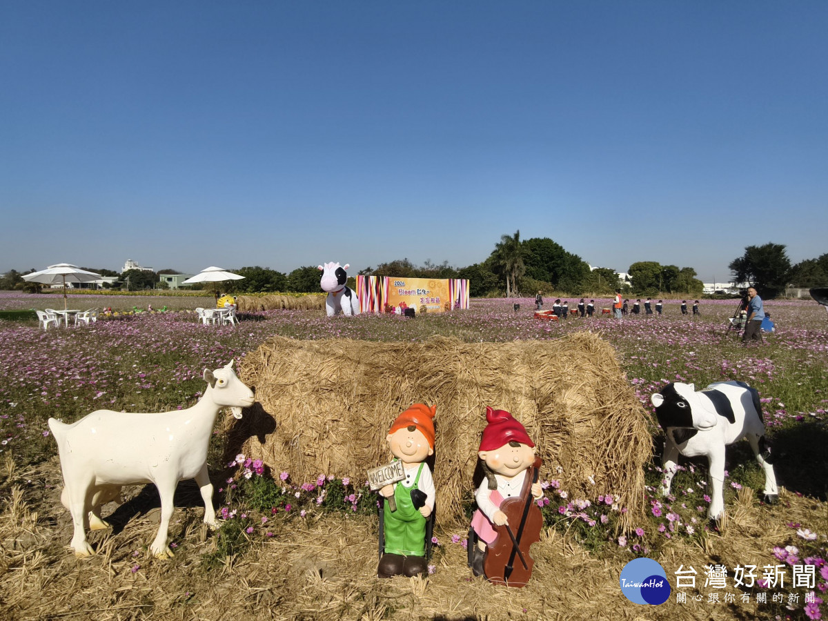 拍爆了!彰化8公頃花海盛開,1/17限定拔蘿蔔、逛市集。圖/記者鄧富珍攝