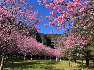 國立暨南國際大學校園，有如詩如畫的櫻花美景。（暨大提供）