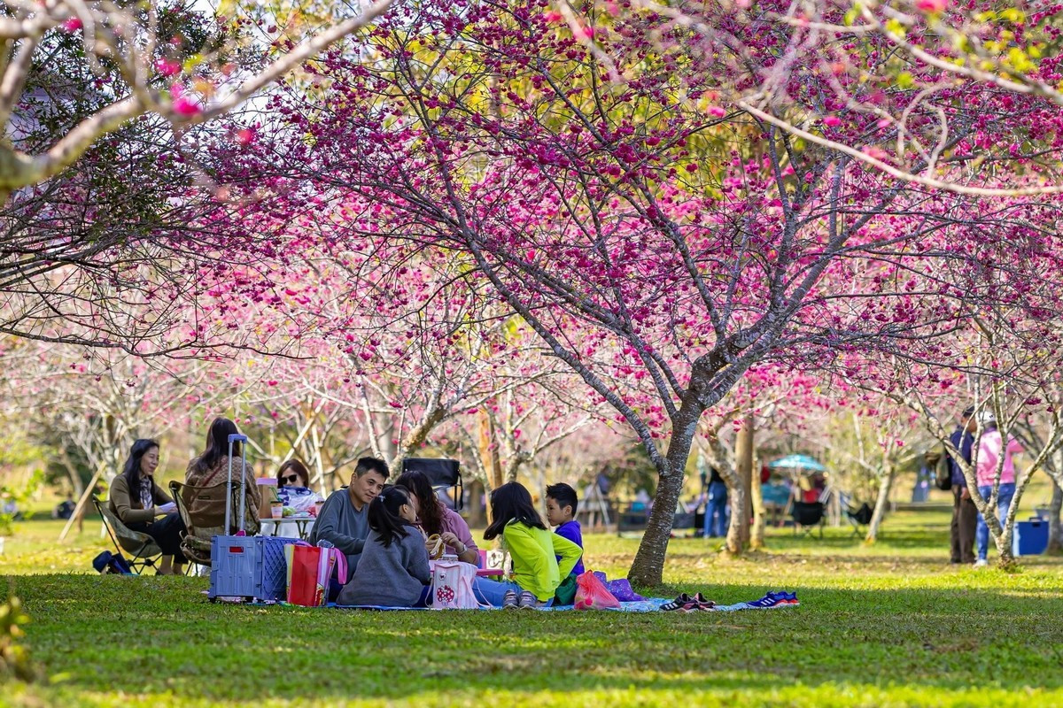 於暨大校園賞櫻,遊客可攜家帶眷在廣闊的櫻花林下鋪設野餐墊,伴隨茶香與歌聲,沉浸在歲月靜好的慢活午後。(暨大提供)