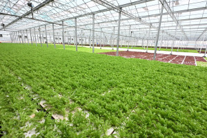 全國最大智慧水耕農場落腳二林，年產150公噸生菜打造穩定供應鏈。圖／彰化縣政府提供