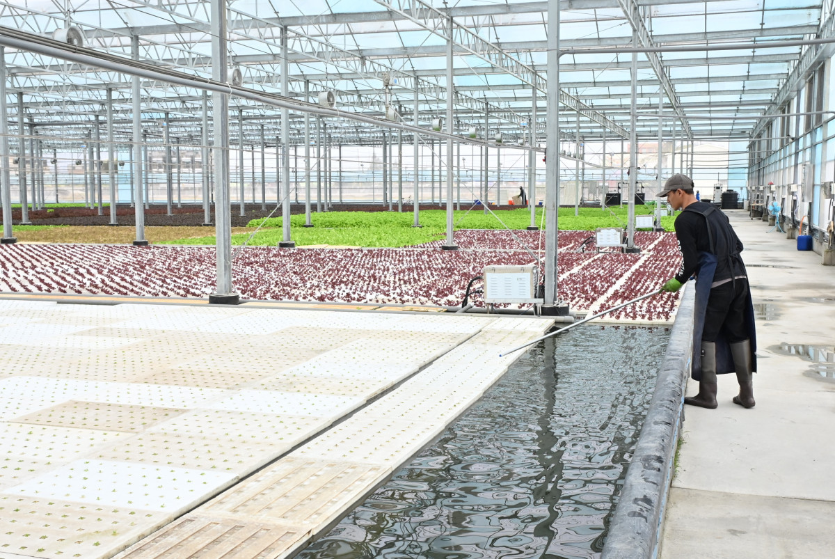 全國最大智慧水耕農場落腳二林，年產150公噸生菜打造穩定供應鏈。圖／彰化縣政府提供