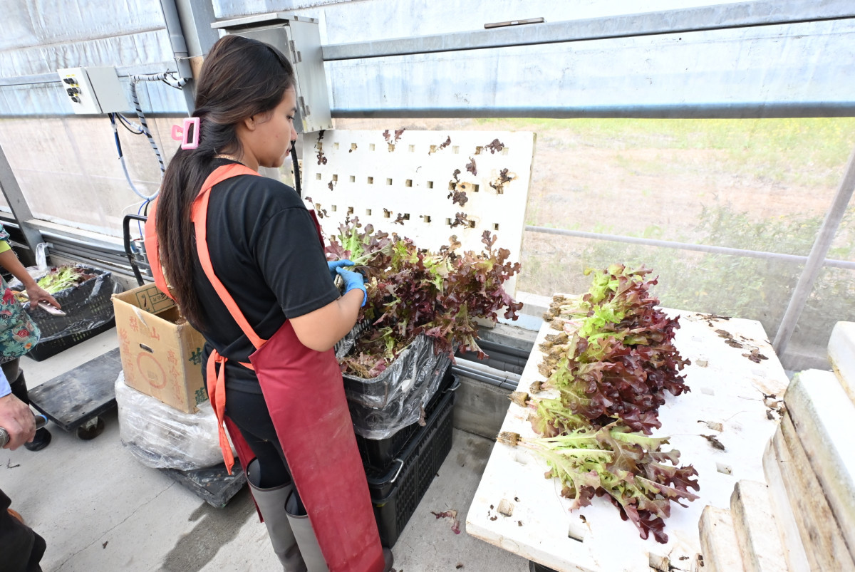 全國最大智慧水耕農場落腳二林，年產150公噸生菜打造穩定供應鏈。圖／彰化縣政府提供