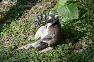 環尾狐猴攤開四肢面向太陽曬日光浴（圖/臺北市立動物園）