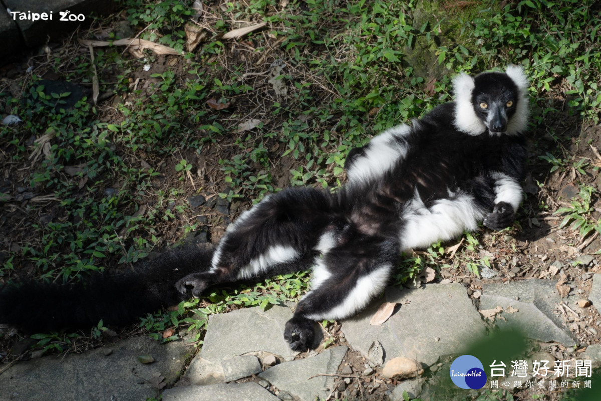 白頸狐猴慵懶躺臥草地曬太陽（圖/臺北市立動物園）