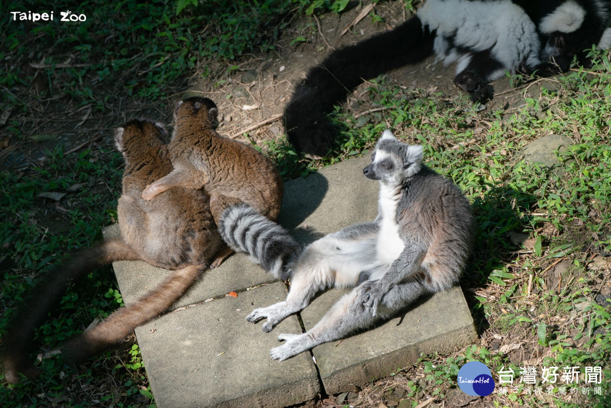 (圖/臺北市立動物園)