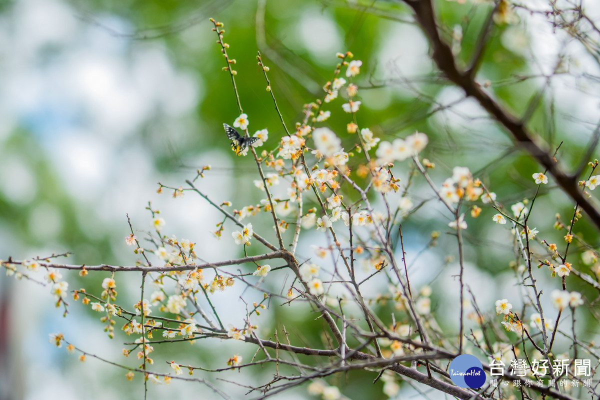 角板山行館梅花季。