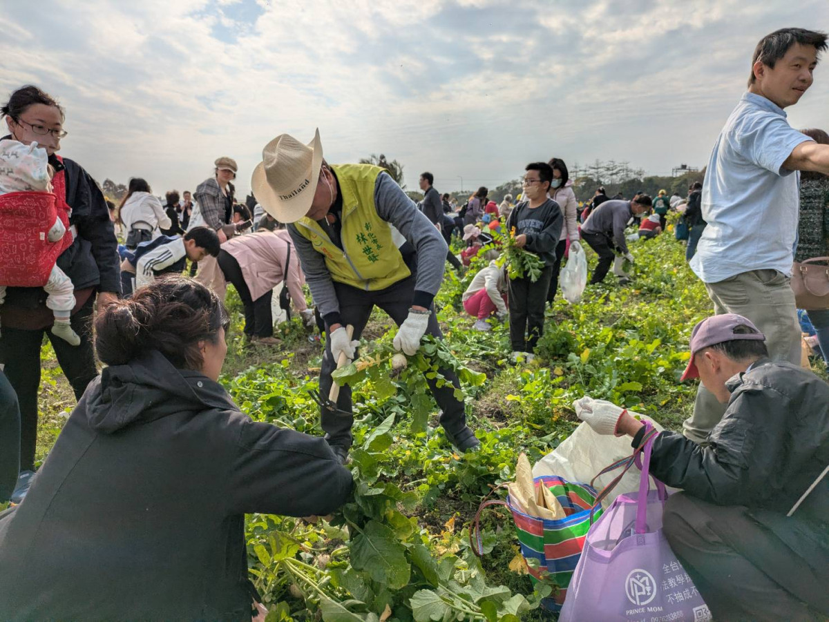 農田內準備約4,000顆蘿蔔，讓民眾親手採收、感受收穫樂趣。圖／彰化市公所提供