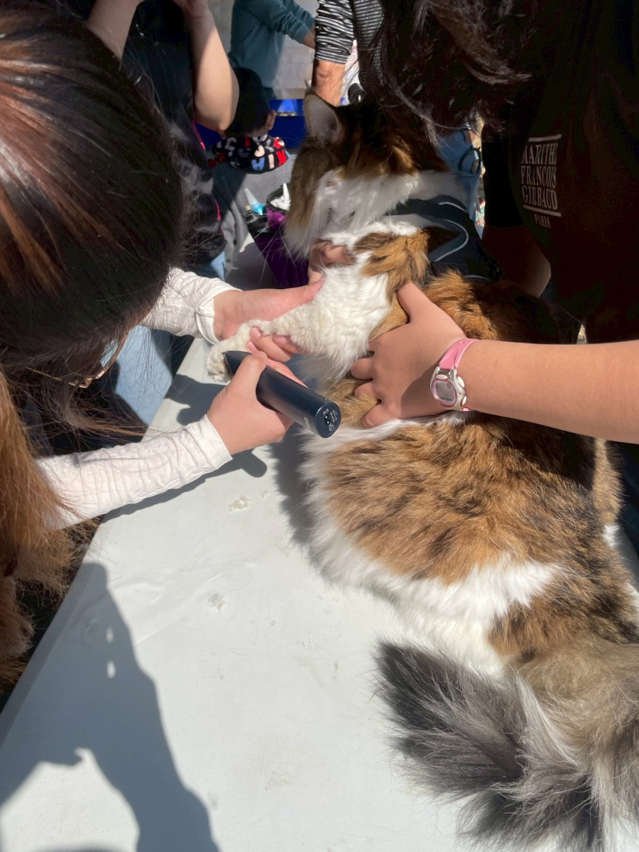 毛孩義剪服務。圖／彰化市公所提供