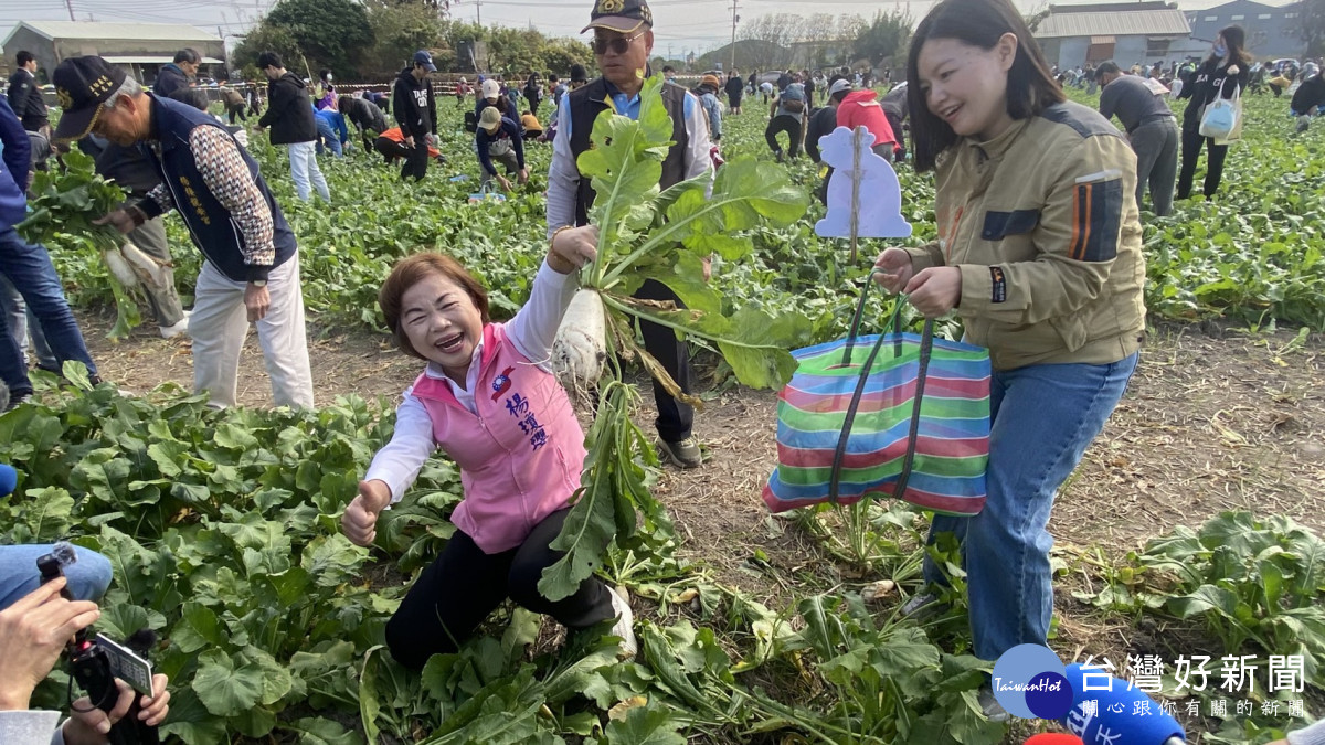 立委楊瓊瓔、梧棲區農會總幹事吳柏慧體驗拔蘿蔔樂趣。