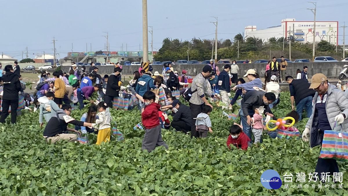 梧棲區農會舉辦「57蘿蔔日」活動，吸引近千民眾下田體驗拔蘿蔔。