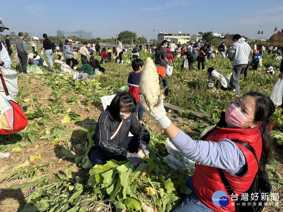今年受氣候影響,田裡收成不盡理想,大個頭蘿蔔較少。(記者扶小萍攝)
