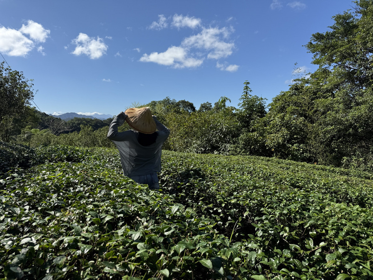 茶香漫山！　南港茶山新風貌揭幕