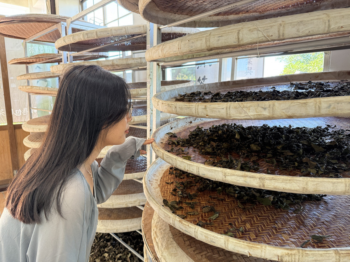 南港茶葉製造示範場（圖／台北市政府提供）