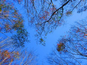 春節期間踏訪森林(滿月圓遊客中心提供)。