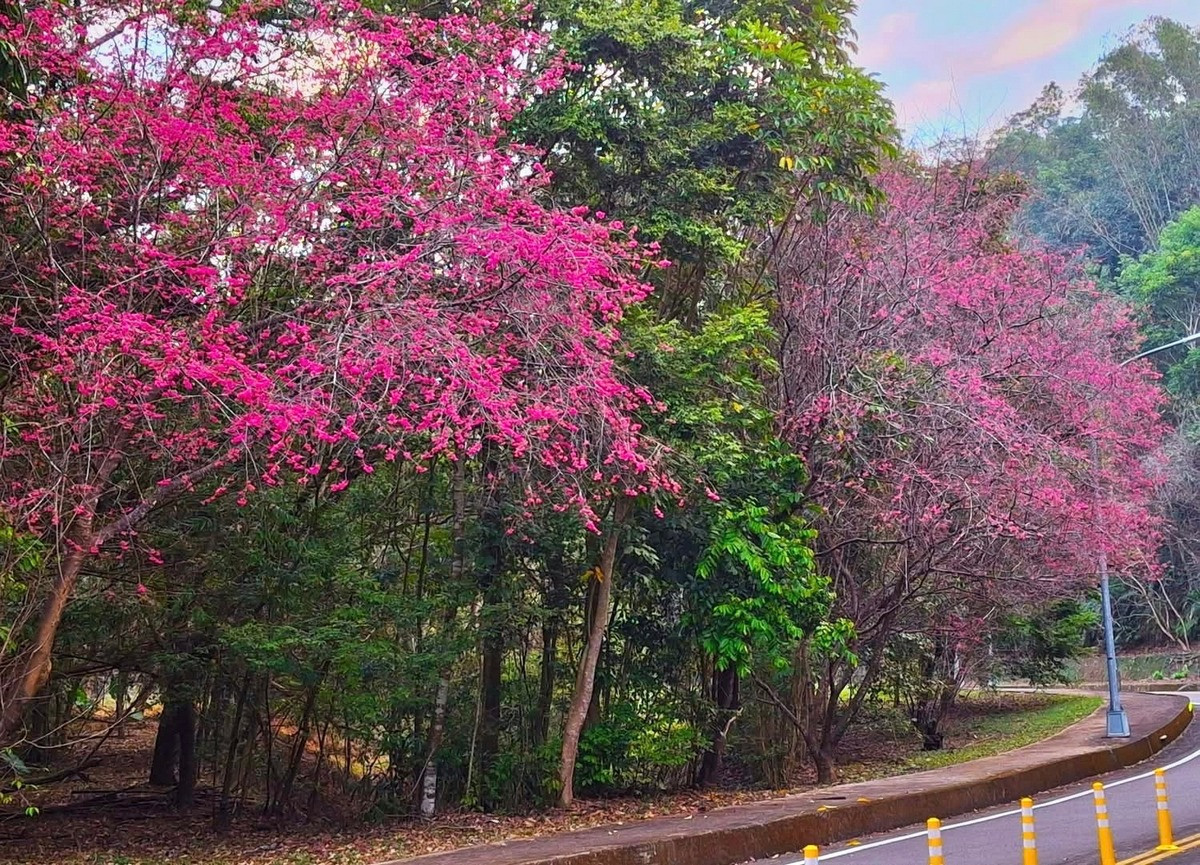 暨大機車道上櫻花現況實景。(暨大提供,攝影家李榮芳老師攝影)。