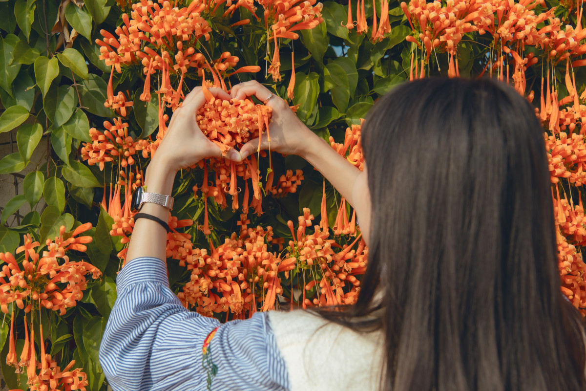 位於嘉義市區的農業部嘉義農業試驗分所外,長達百公尺的炮仗花正值盛開期/嘉義市府提供
