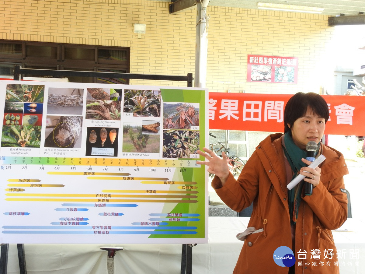 微噴霧降溫穩定開花期園區微氣候   枇杷開花結果好收成