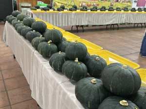 草屯鎮農會辦全國栗南瓜評鑑，參賽果品很平均。（記者扶小萍攝）