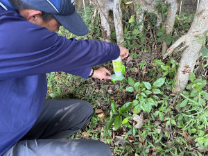 十八尖山琉璃蟻防治。
