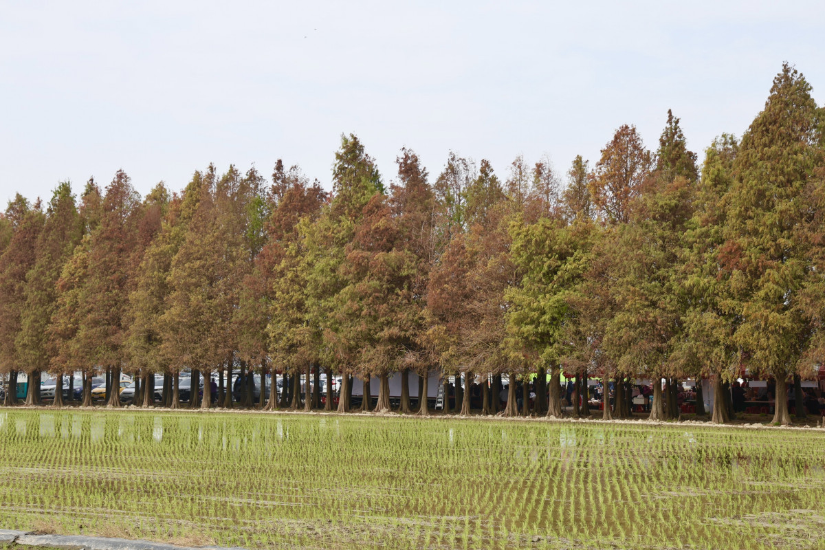 六甲落羽松季登場　邀民眾感受限定季節風景