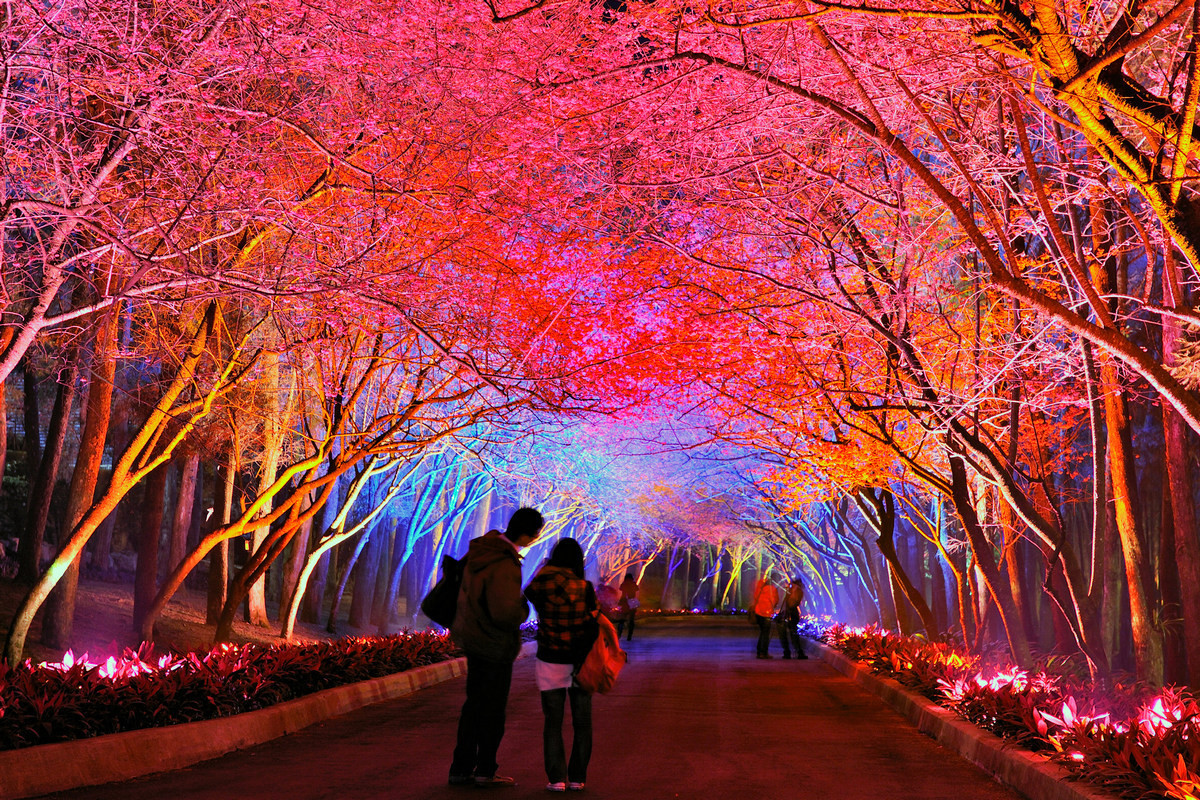 夜櫻之美。(九族提供)