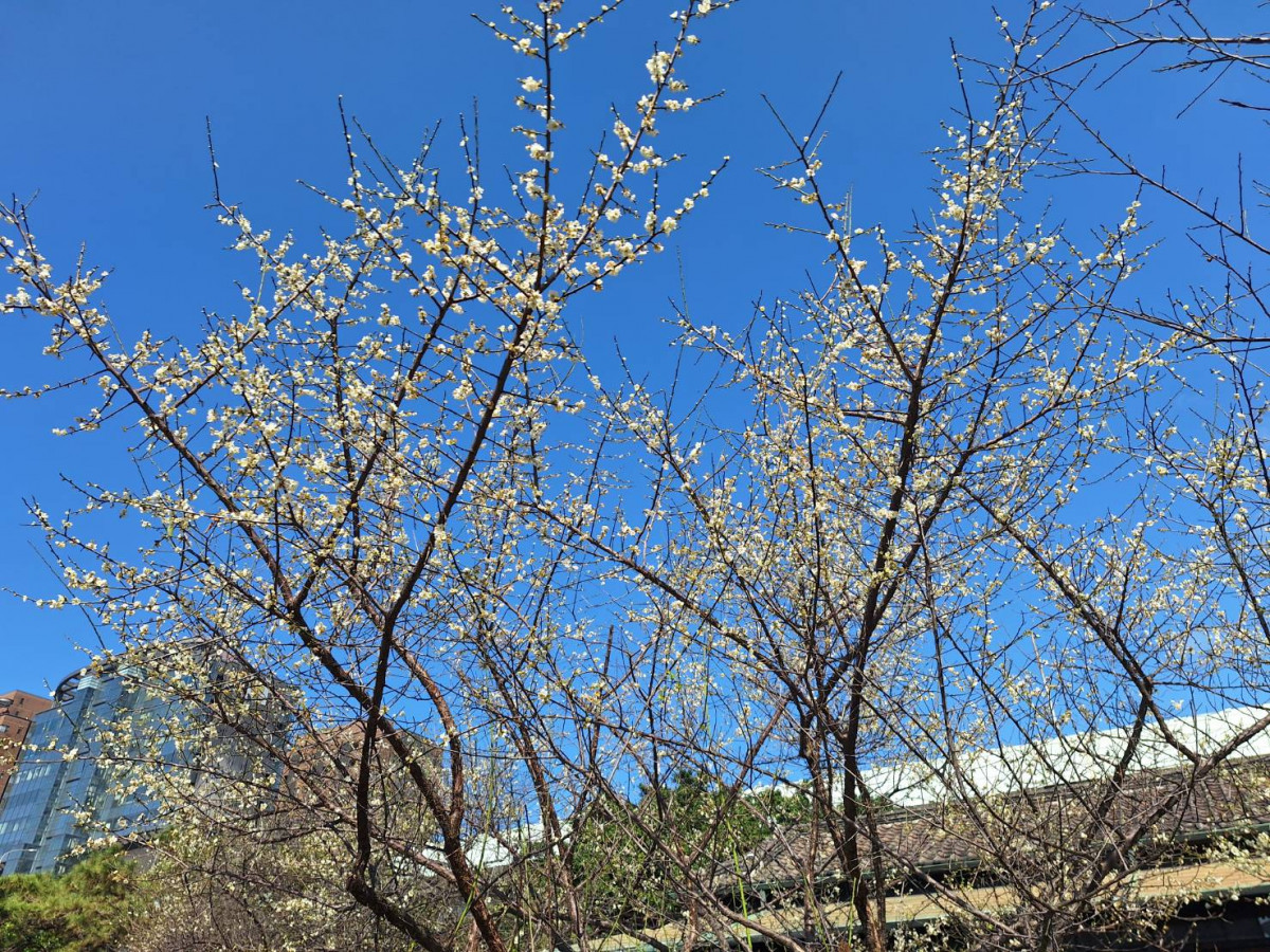 逸仙公園目前花開約4成（圖／台北市政府提供）