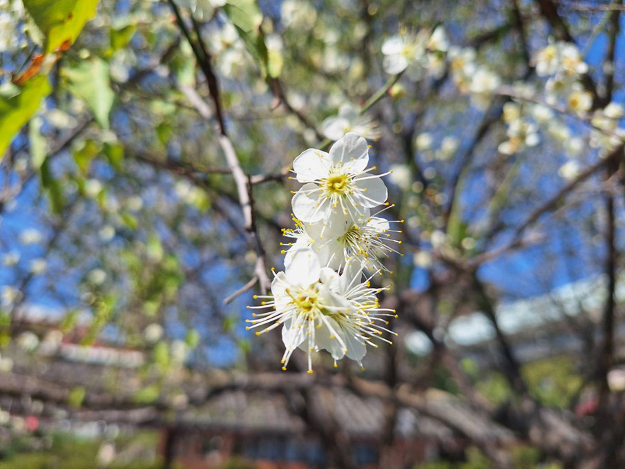梅花姿態優雅而芬芳（圖／台北市政府提供）