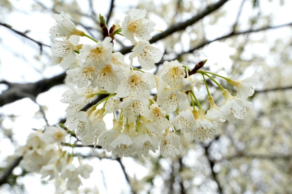 跟著賞櫻地圖慢遊北橫，粉色花海一路綻放至3月底。（去年2/20-3/9櫻花照）<br />
