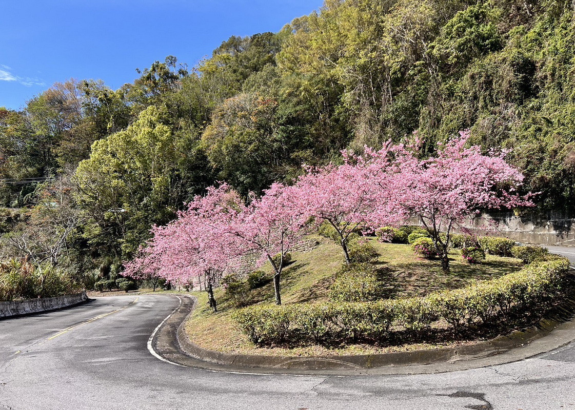 跟著賞櫻地圖慢遊北橫，粉色花海一路綻放至3月底。（去年2/20-3/9櫻花照）<br />
