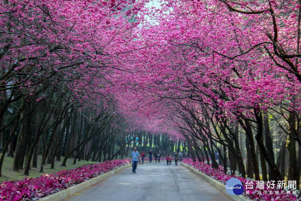 九族文化村營造的夜櫻光景獲遊客肯定。（民眾提供）