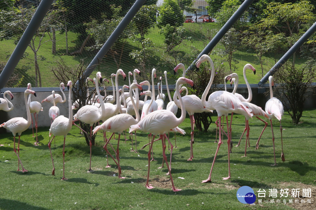九九峰動物樂園各類動物都與遊客互動親密。（記者扶小萍攝）