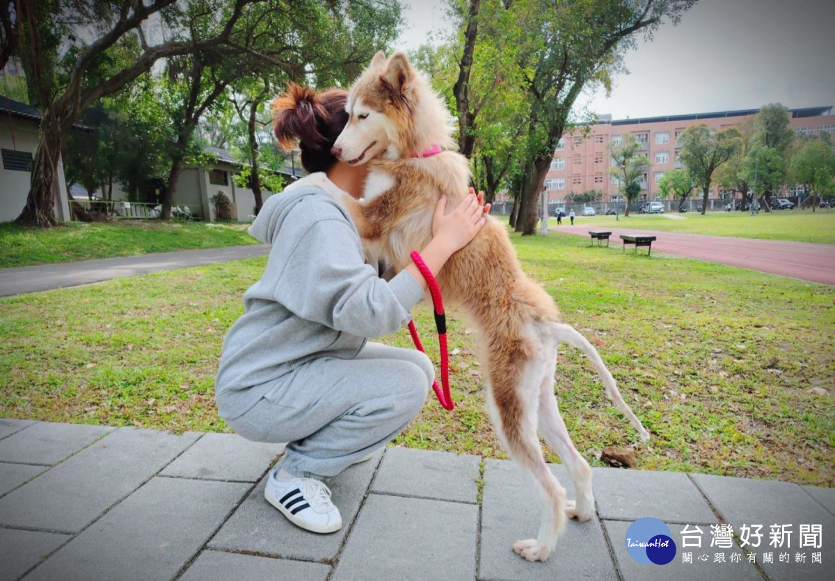桃市毛孩破26萬、認養率提升至98%。