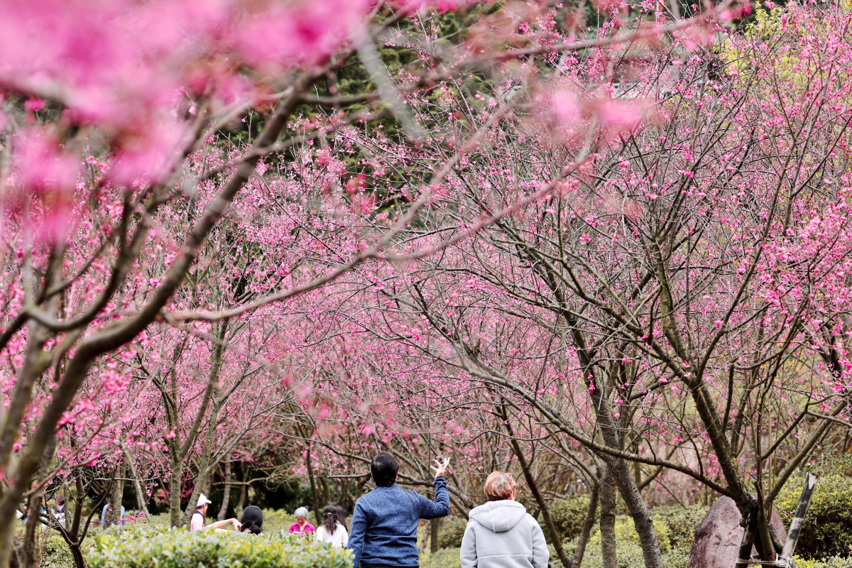 2026 陽明山花季盛大揭幕　打造「五感並行」的山林花語