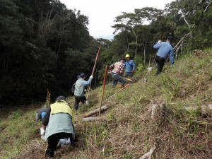 在坡面種植原生樹種護土保水。（林業及自然保育署南投分署提供）