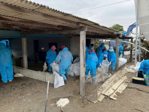 雲林縣動植物防疫所依標準作業程序，執行7週齡肉鵝1,626隻的撲殺銷毀作業／翻攝照片