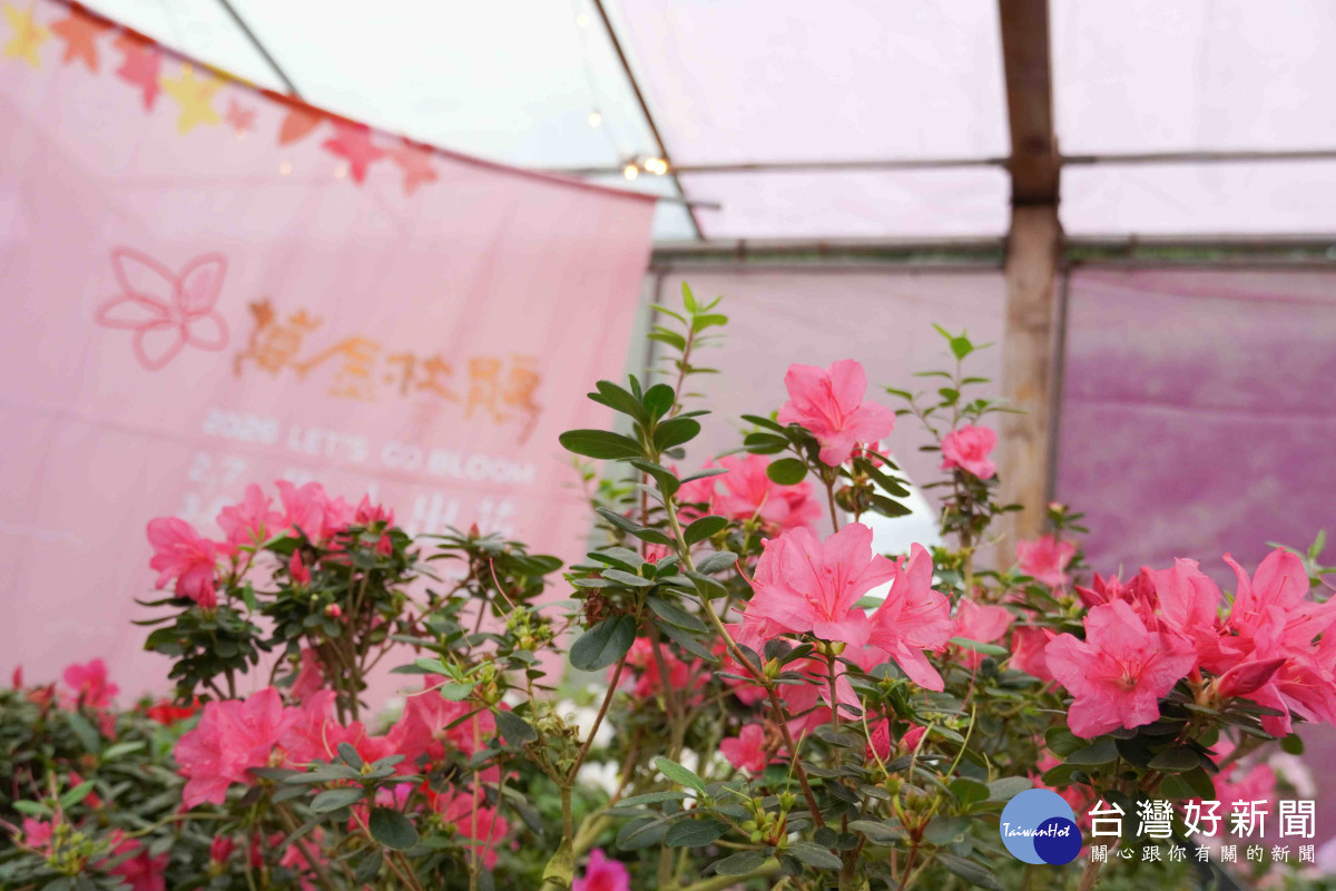 萬金杜鵑春季花展登場　侯友宜邀民眾北海岸賞花
