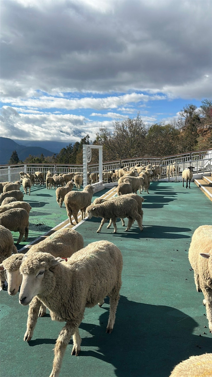 活動當天將由115對綿羊沿台14甲線展開遊行，路線自9.5公里處一路行進至國民賓館周邊。（清境農場提供）