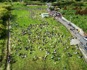 千餘民眾走進新街村田寮巷參與拔蘿蔔。（名間鄉公所提供）