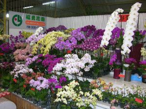 大里國光花市春節不打烊。林重鎣