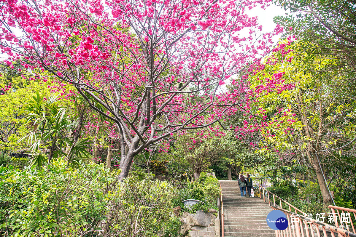 壽山巖觀音寺董事長 林明義提到，正值本寺後山花季盛開時節，茶花、櫻花陸續綻放，民眾於參拜之餘，亦可前往寺後山的壽山公園賞櫻、賞花、健行走春