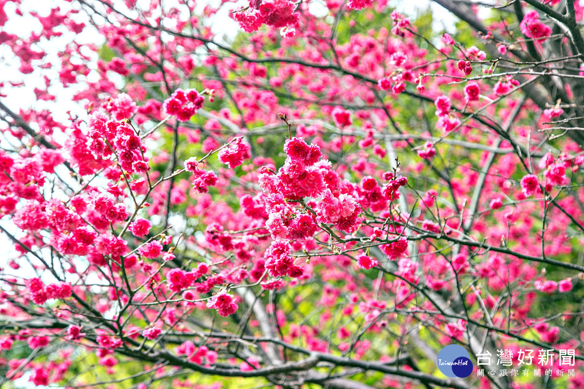 壽山巖觀音寺董事長林明義表示，正值後山花季盛開時節，民眾於參拜之餘，亦可前往寺後山的壽山公園賞櫻、賞花、健行走春