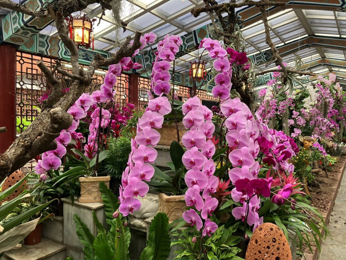 士林官邸「春節花卉展」今起開跑　冠軍花藝師打造飛瀑蘭花牆